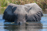 Elephant snorkelling