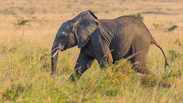 Juvenile Elephant