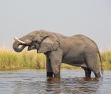 Male African Elephant