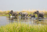 African Elephant