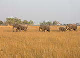 African Elephant
