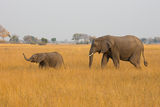 African Elephant
