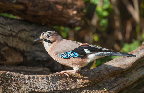 European Jay