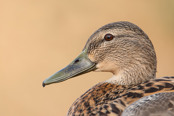 Female Mallard Duck