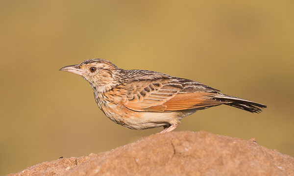 Rufous-naped lark