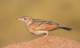 Rufous-naped lark