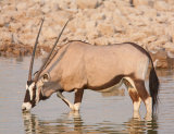 Male Gemsbok (Oryx)