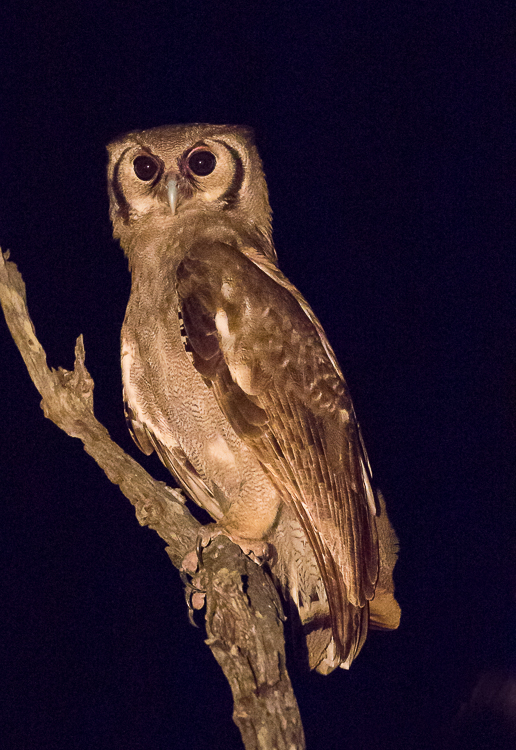 Giant Eagle Owl