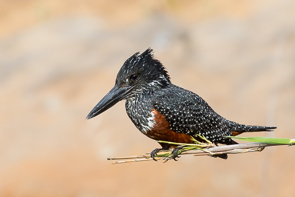 Giant Kingfisher