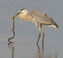 Great Blue Heron with Brown Water Snake