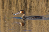 Great Crested Grebe