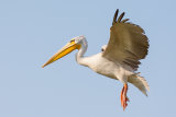 Great White Pelican