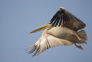 Great White Pelican