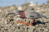 Green Heron