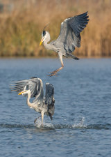Grey Herons
