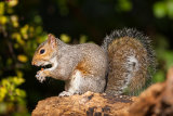 Grey Squirrel
