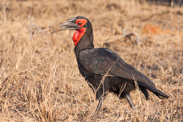 Ground Hornbill