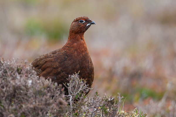 Red Grouse on the Yorkshire Moors