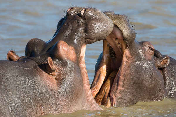 Hippopotamus