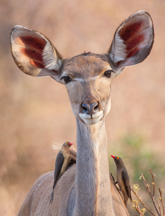 Kudu with Red Billed Oxpeckers