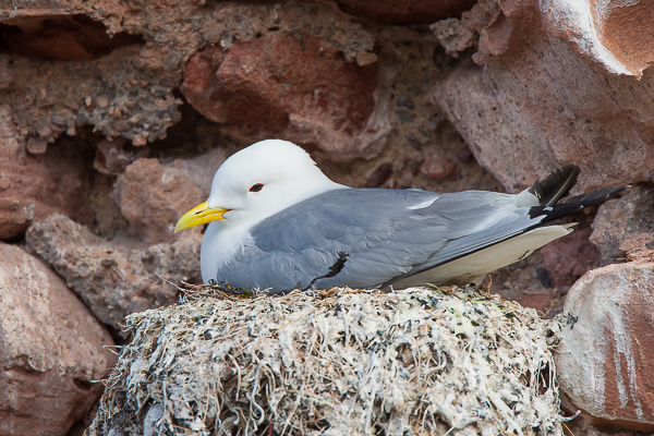 Kittiwake