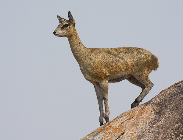 Klipspringer