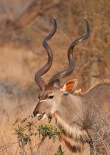 Male Kudu