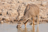 Male Kudu
