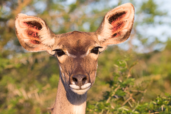 Female Kudu