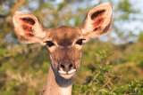Female Kudu