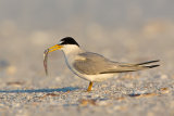 Least Tern with fish