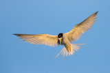 Least Tern
