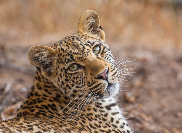 Leopard Cub