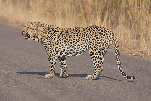 Male Leopard