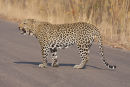 Male Leopard