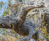 Male Leopard