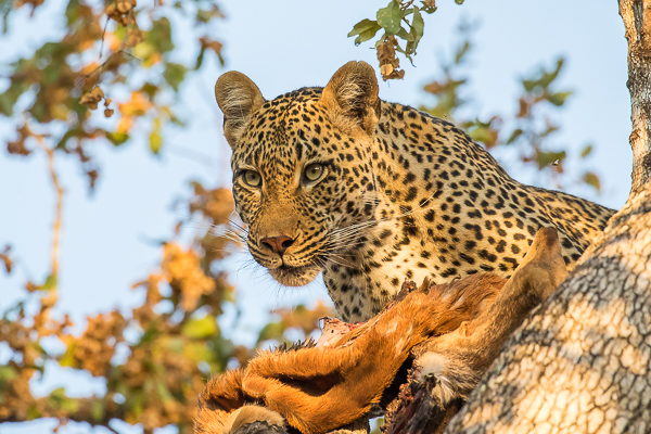 Male Leopard