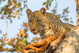 Male Leopard