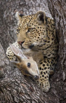Leopard with Duiker kill