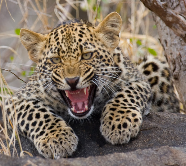 Leopard Cub
