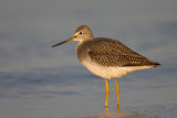 Lesser Yellowlegs