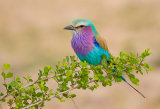 Lilac Breasted Roller