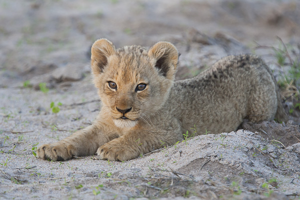 Lion cub