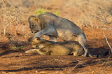 Lions mating