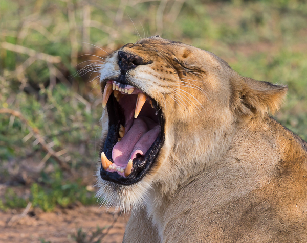 Female Lion