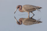 Little Blue Heron