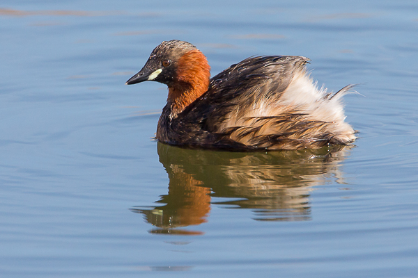 Little Grebe