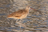 Long Billed Curlew