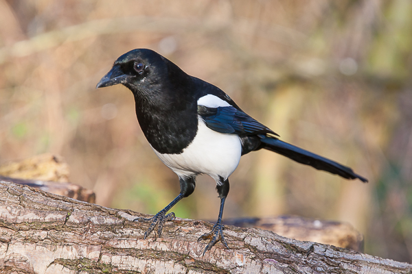 Magpie