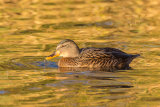 Female Mallard